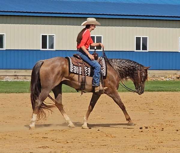 athletic-quarter-horse