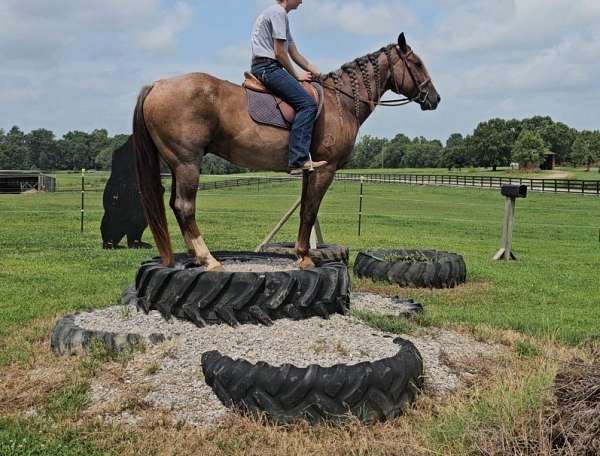 flashy-quarter-horse