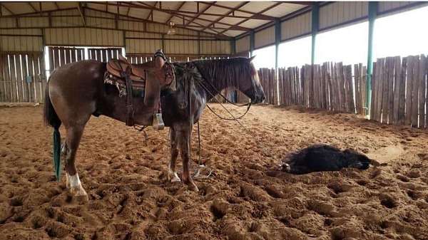 husband-safe-quarter-horse