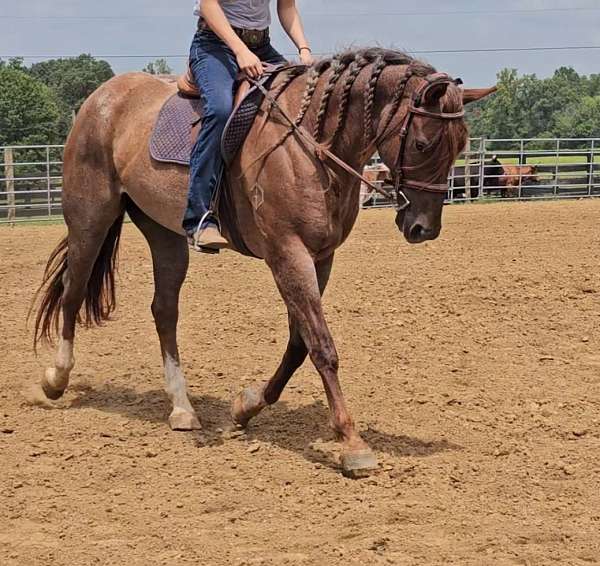 parade-quarter-horse