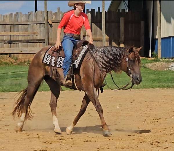 ridden-western-quarter-horse