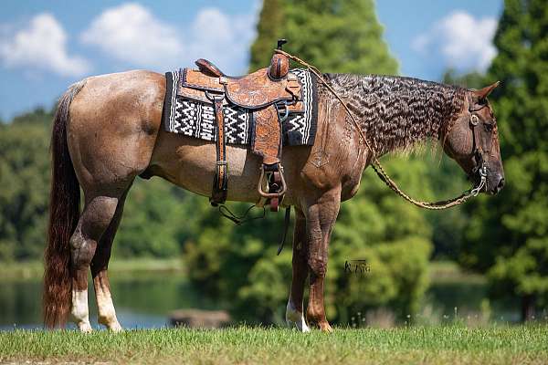 roping-quarter-horse