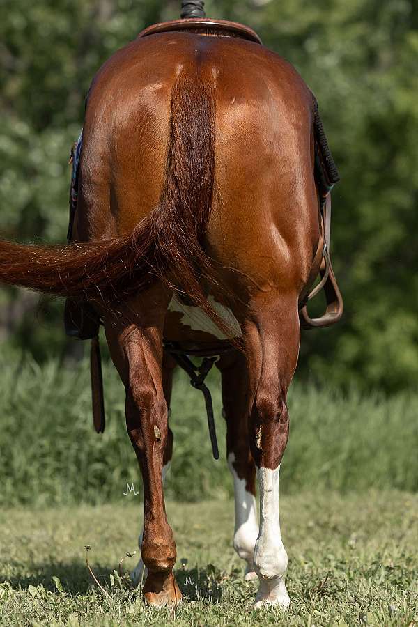 athletic-quarter-horse