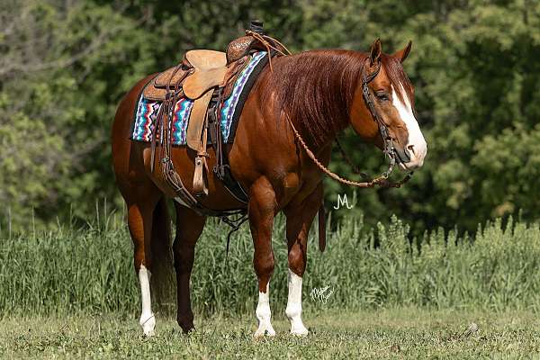 husband-safe-quarter-horse