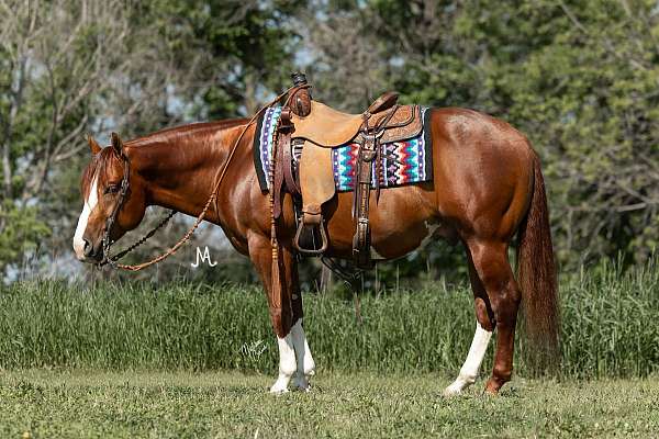 parade-quarter-horse