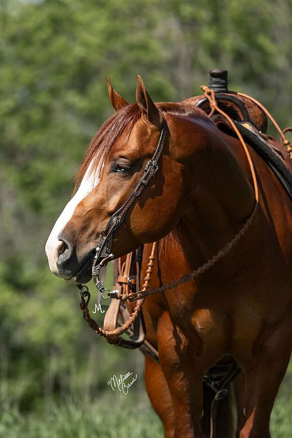 ranch-quarter-horse