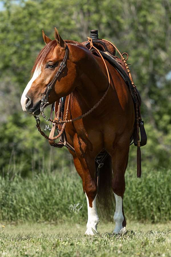 ranch-versatility-quarter-horse