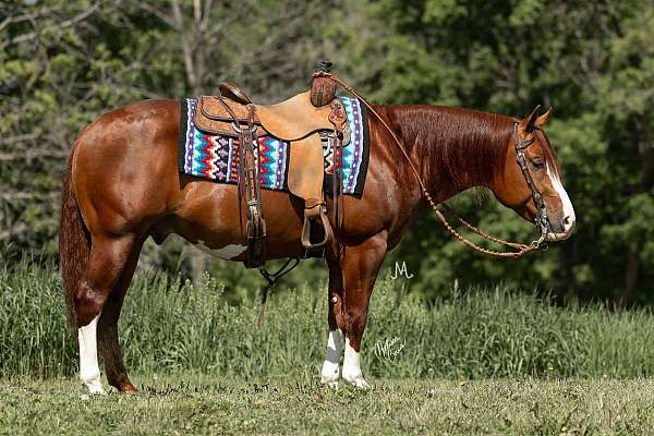 ranch-work-quarter-horse