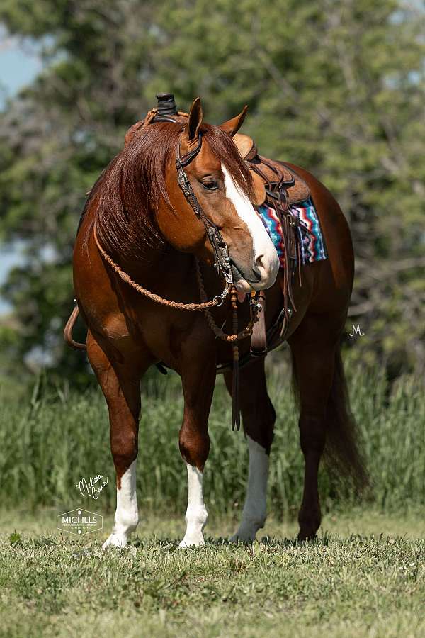 roping-quarter-horse