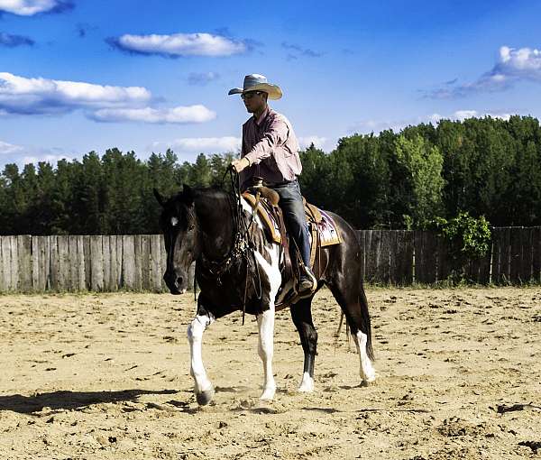 athletic-draft-horse