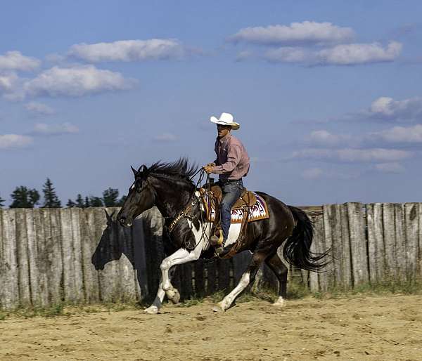 draft-horse