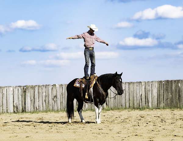 husband-safe-draft-horse