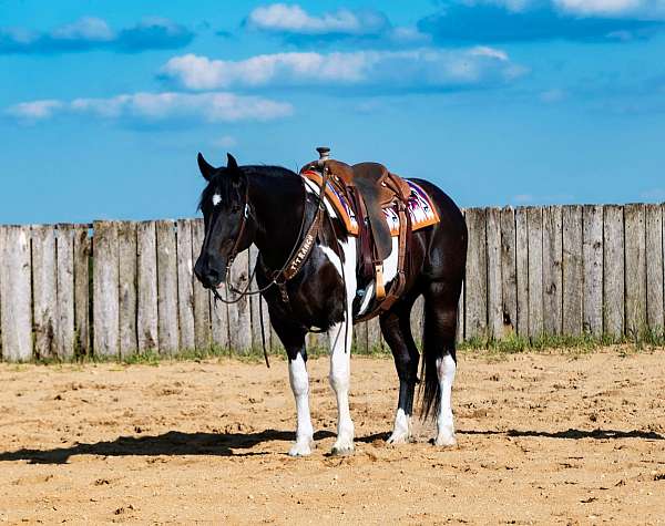 parade-draft-horse