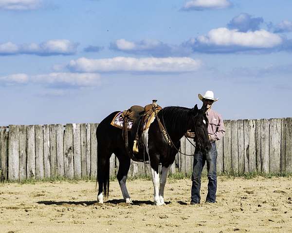 ranch-versatility-draft-horse