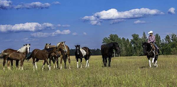 trail-draft-horse