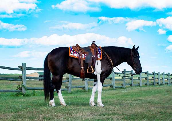 show-draft-horse