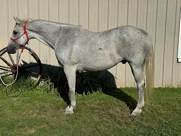 all-around-quarter-horse