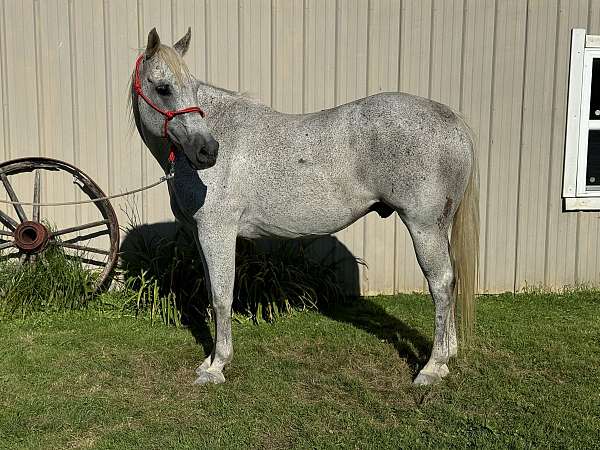 athletic-quarter-horse