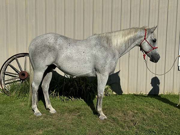 barrel-quarter-horse