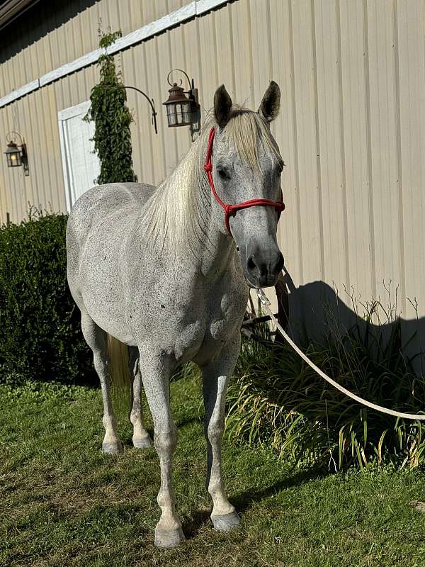 barrel-racing-quarter-horse