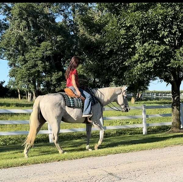 calf-roping-quarter-horse