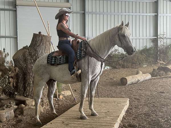 drill-team-quarter-horse