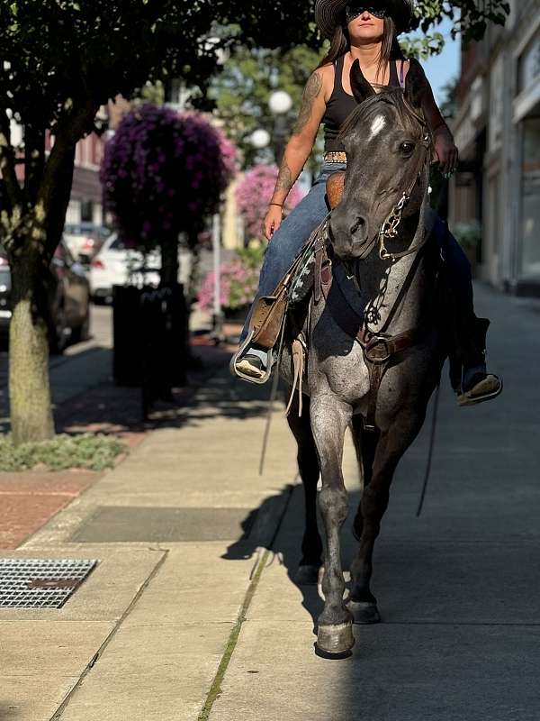 trail-riding-quarter-horse