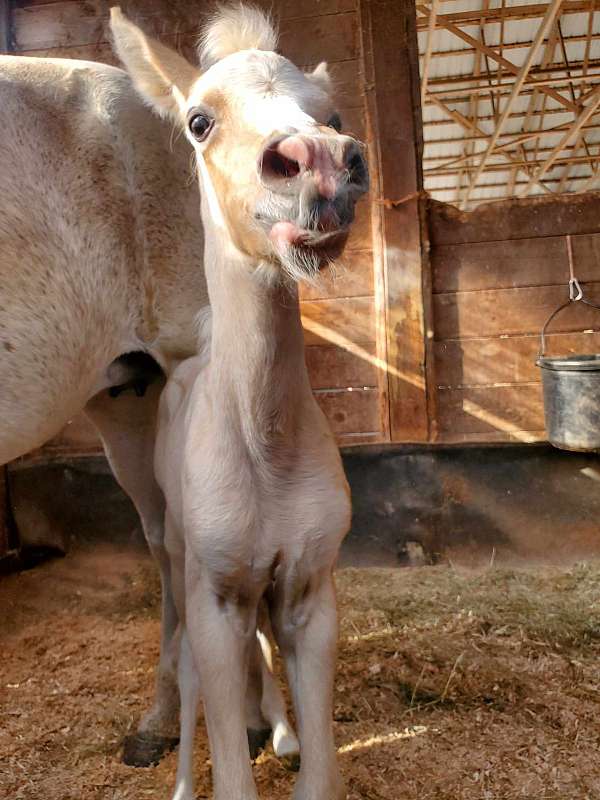 palomino-paso-fino-colt