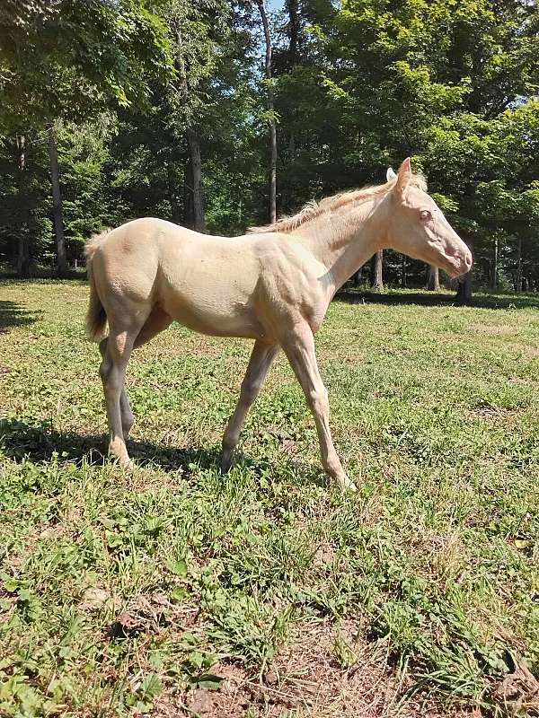 cremello-quarter-horse-filly