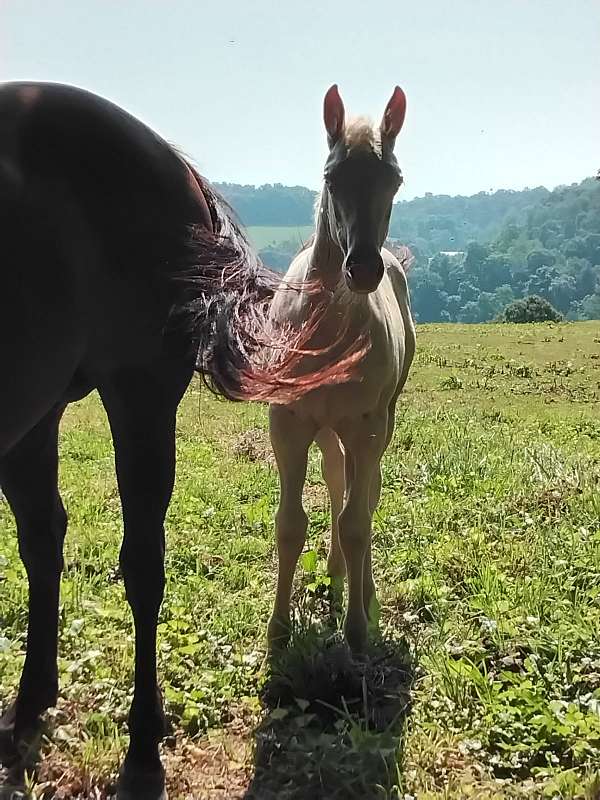 cremello-aqha-filly