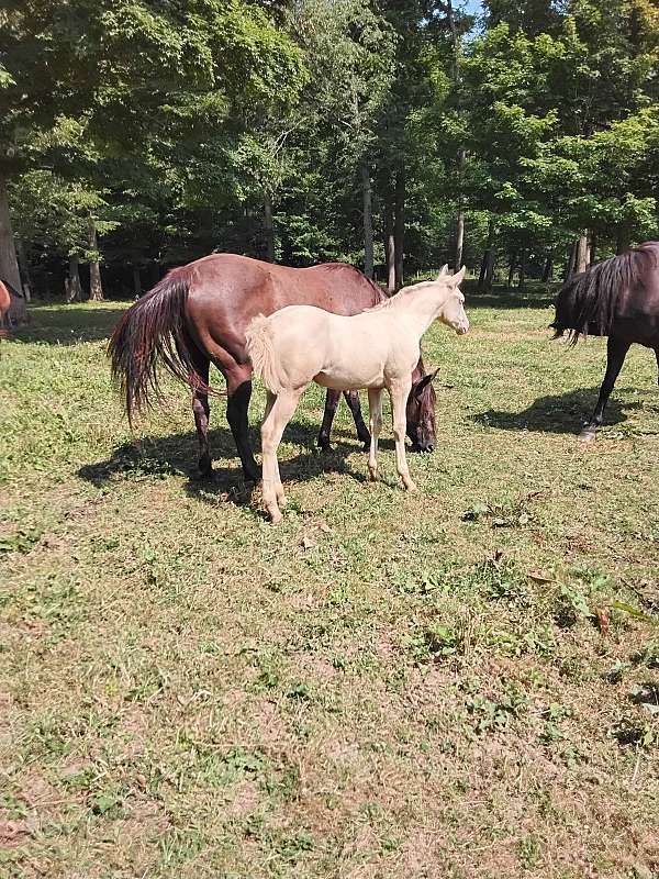 cremello-aqha-horse