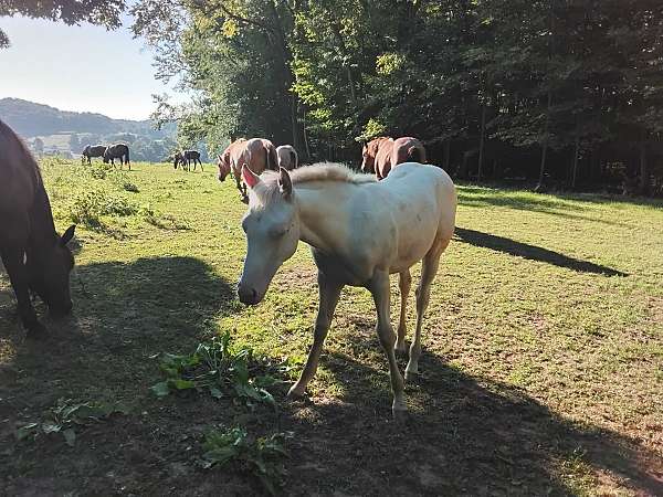 aqha-filly