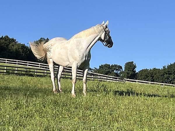 around-irish-draught-horse