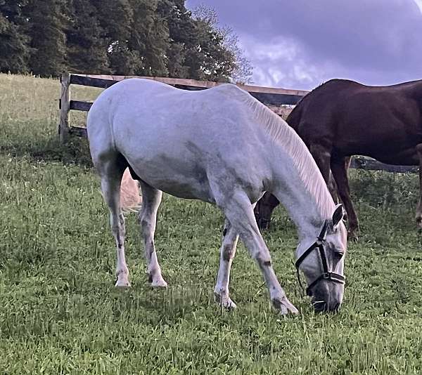 beautiful-irish-draught-horse