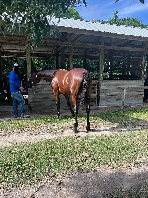 standardbred-gelding