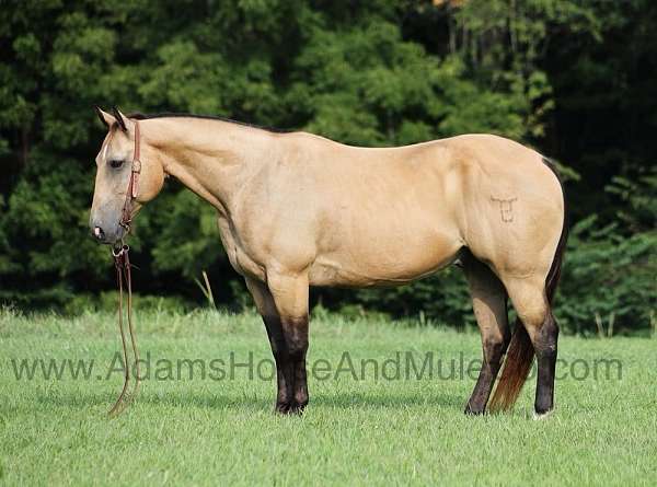 buckskin-star-sock-horse