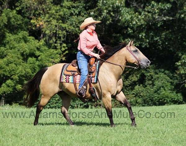 family-horse-quarter