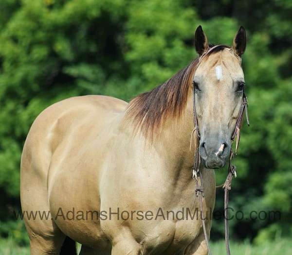 beginner-safe-quarter-horse