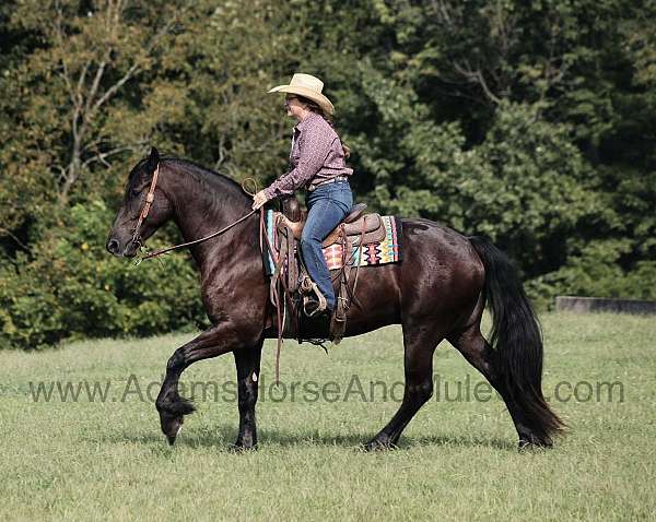 buckskin-brand-horse