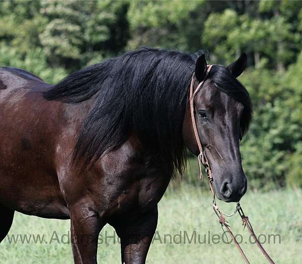 buckskin-socks-horse