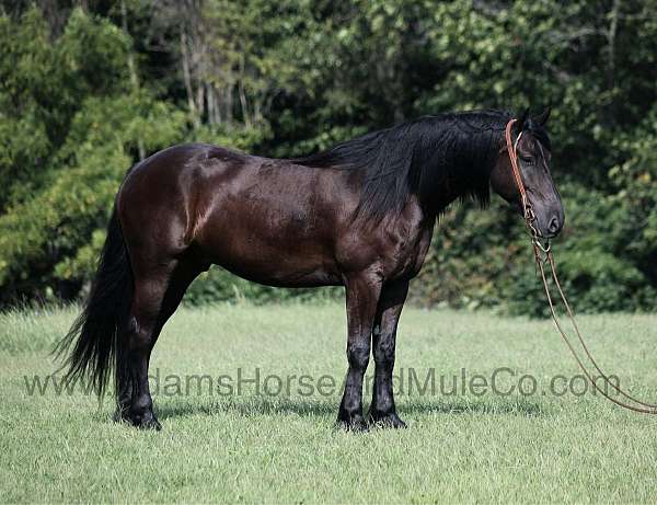 lots-of-experience-gelding