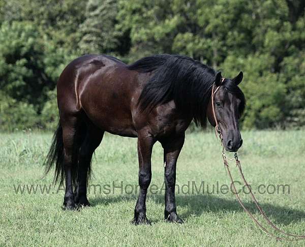 buckskin-blaze-horse