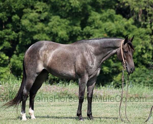 blue-roan-socks-horse