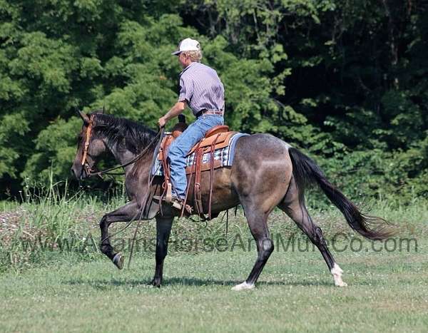 all-around-quarter-horse