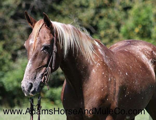 blue-roan-socks-horse