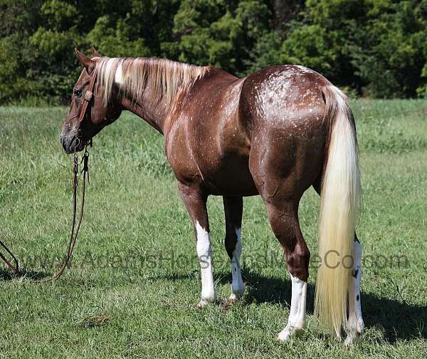 aqha-quarter-horse