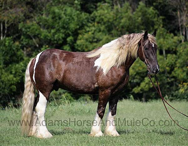 tennessee-walker-mule