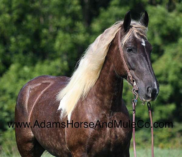 family-horse-mule