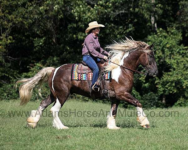 touchdown-tennessee-walking-horse