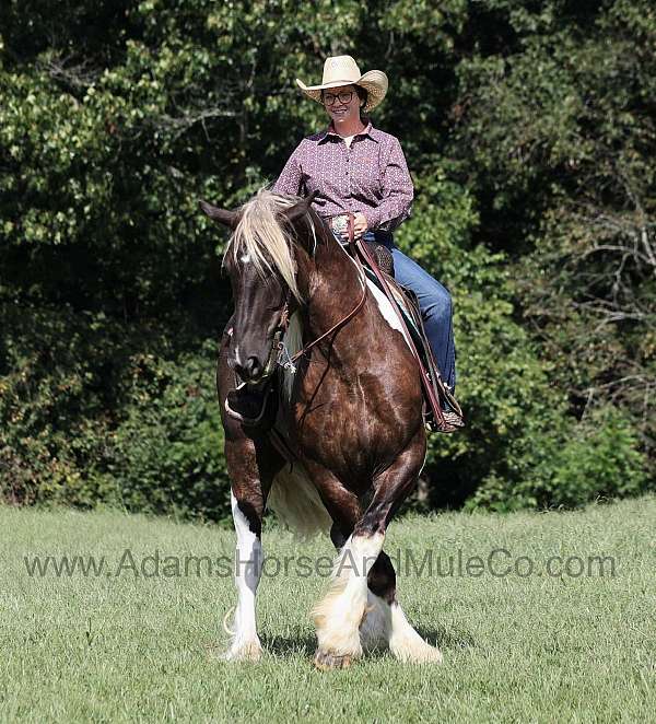 track-record-tennessee-walking-horse